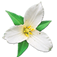 Washington Wildflowers Intro